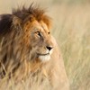 7 Examples of Powerful Symbolism in Daniel