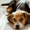 The Beagle Rescue Story Shows Christian Compassion in Action
