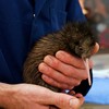 Why the Kiwi Bird's Comeback Reminds Christians to Care for God’s Creation