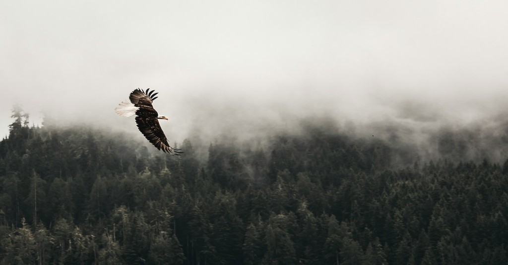 Who is the Bird of Prey in the Book of Isaiah?