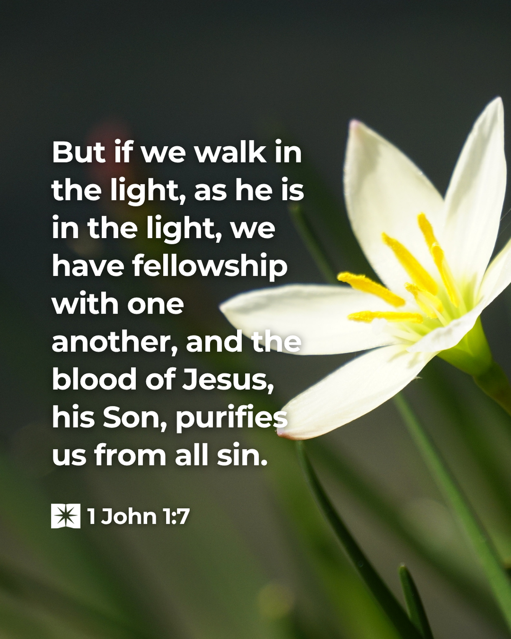 1 John 1:7 - But if we walk in the light, as he is in the light ...