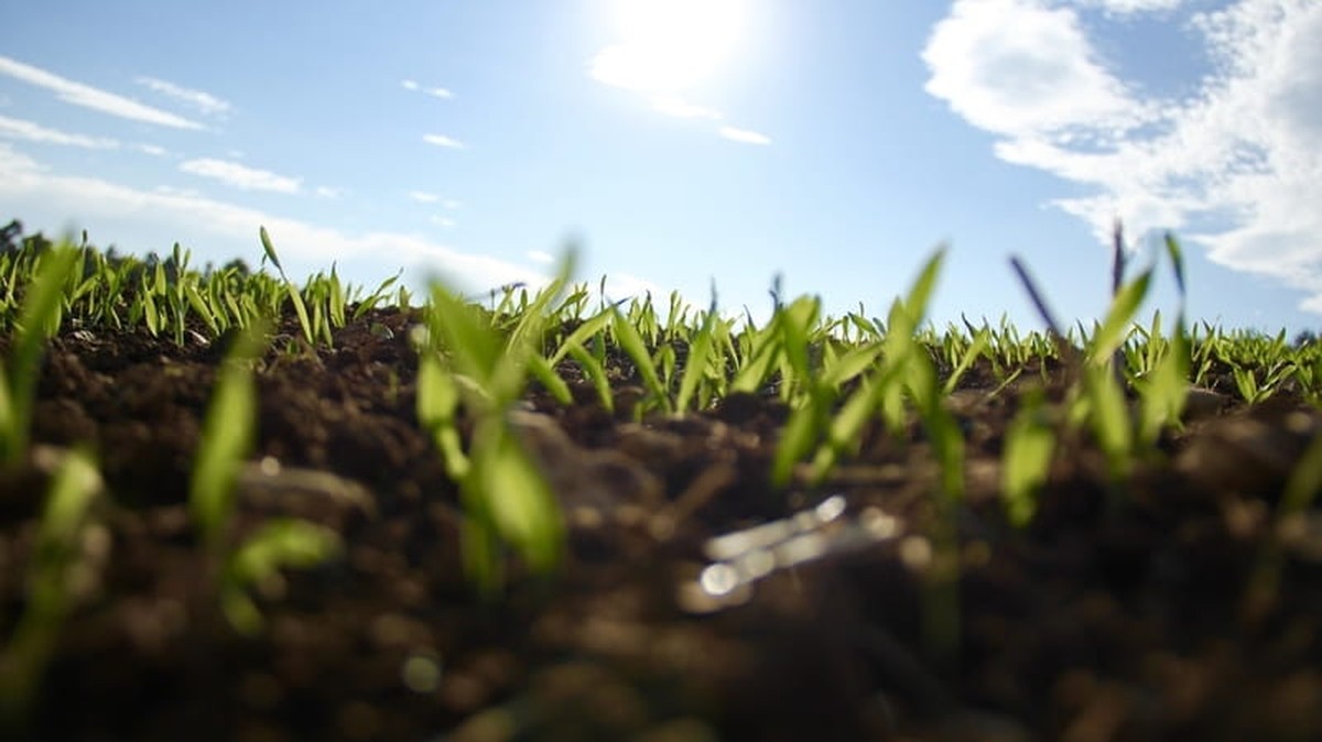 Bible Verses About Growth