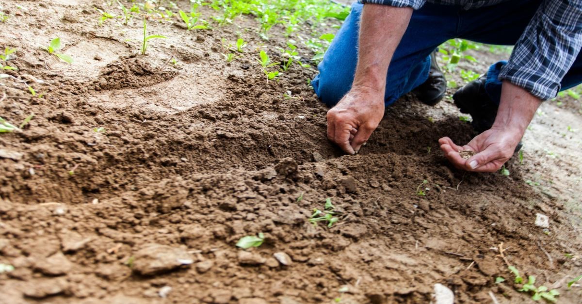 Top Bible Verses About Sowing Seeds Reap What You Sow In Scripture