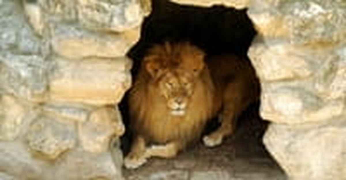 10. Daniel was an octogenarian when he was thrown into the lion’s den.