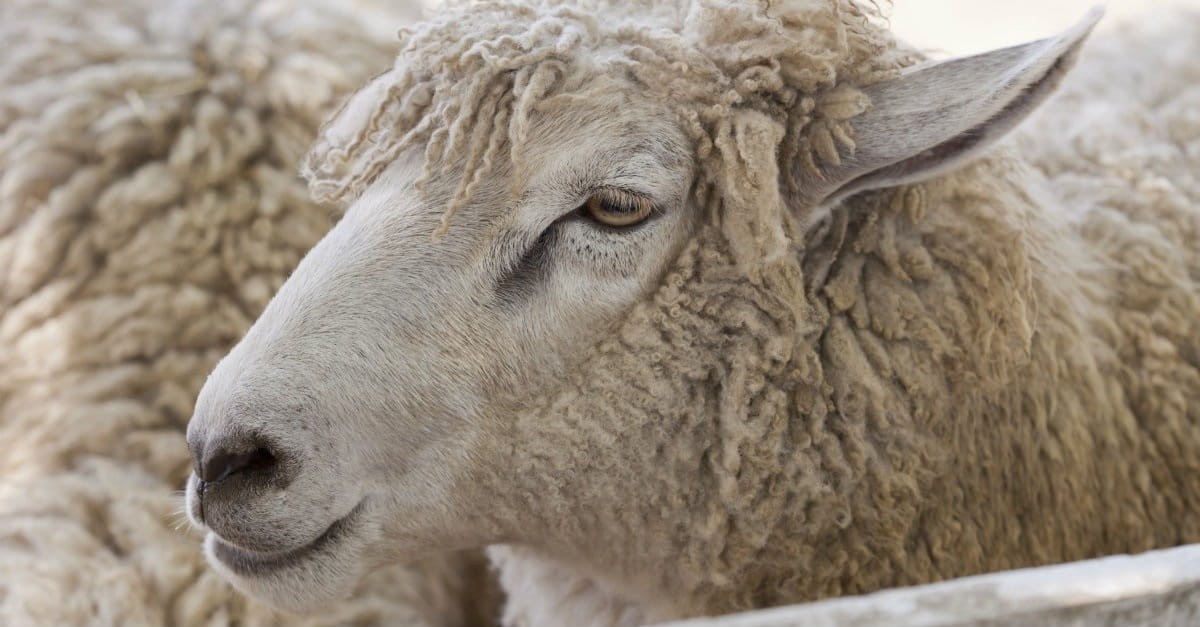 9. Jehovah Ro'i (God the Shepherd)