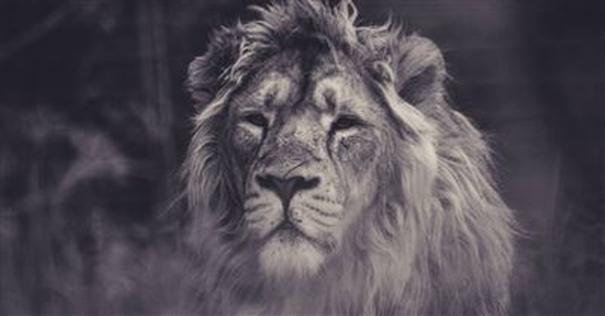 1. Noah: An Example of Courage