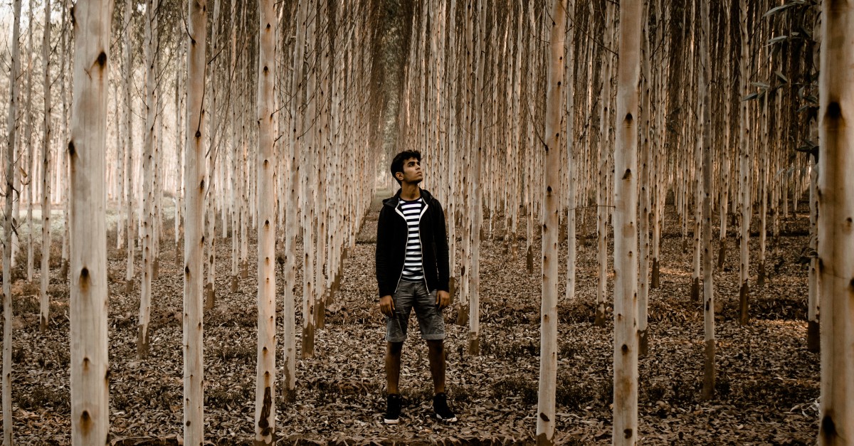 man in forest of birch trees wondering looking up