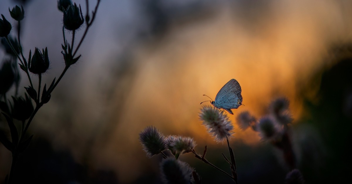 Butterfly resting on some flowers; trust God's plan for the future. 