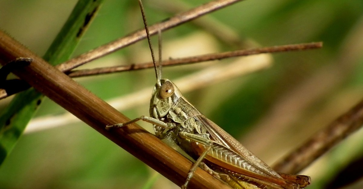 Meaning locust Types of