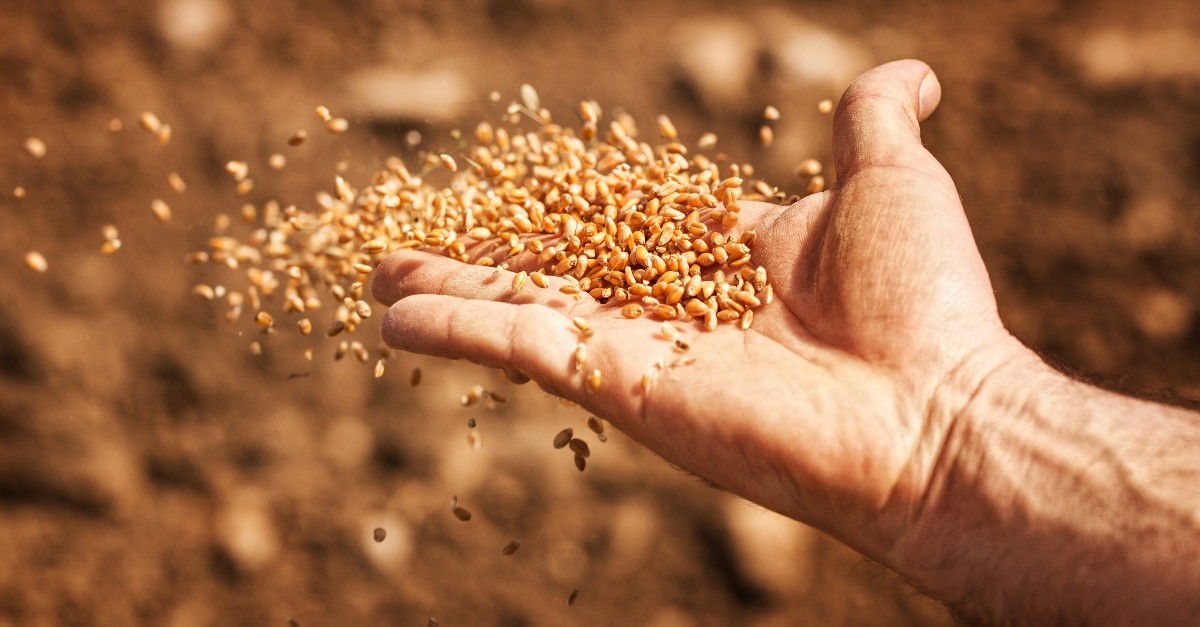 Bible Verses about Sowing Seeds
