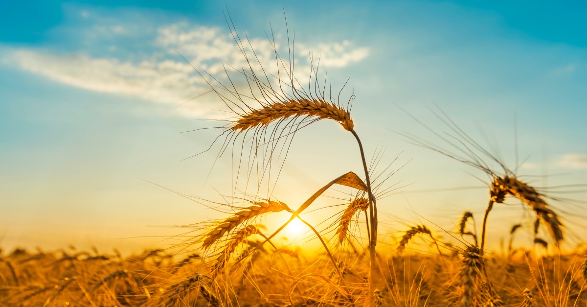 sunset over wheat field, sift like wheat