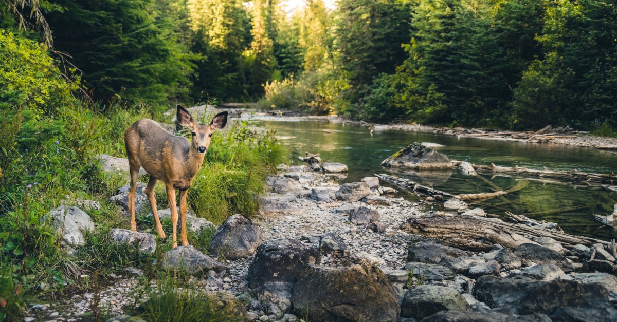 deer in beautiful nature landscape by river - Genesis 1 creation story