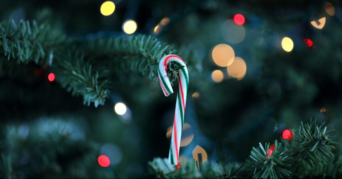 Candy cane hanging on a Christmas Tree