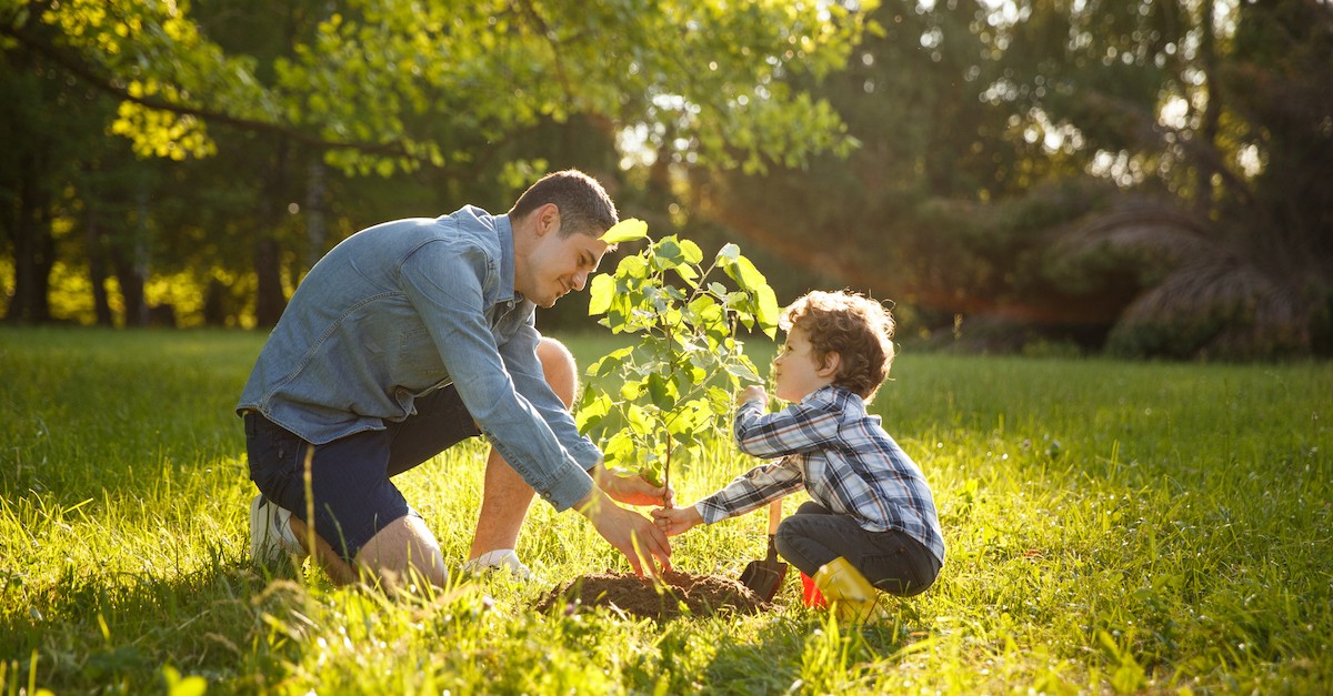 father and son planting tree outside in yard, what is stewardship