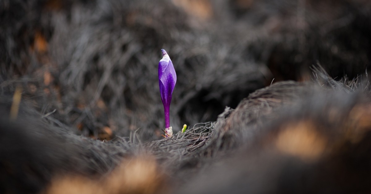 flower growing from ashes, god turns sorrow into joy