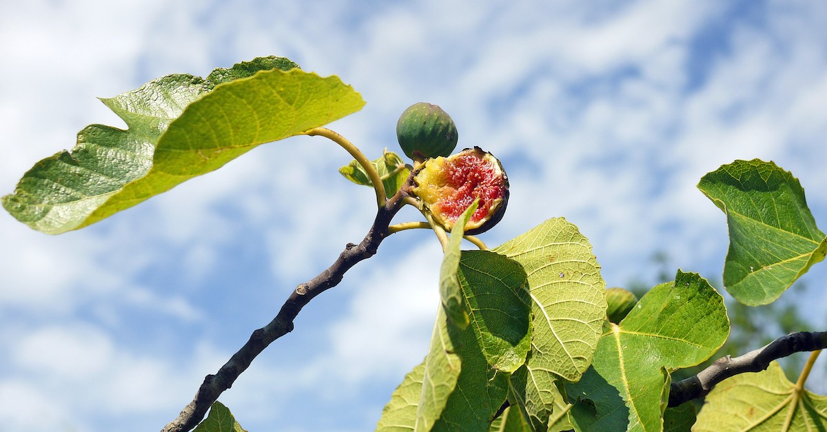 Fig tree against blue sky, reflections on holy monday holy week