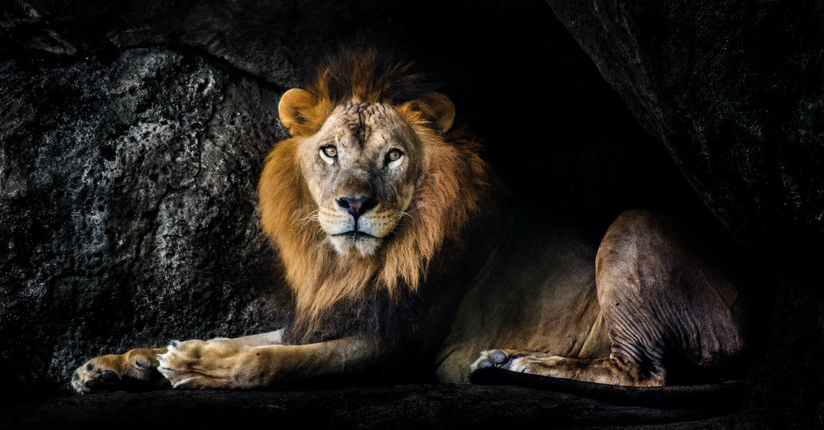 lion laying on ground in darkened den, daniel and the lion's den