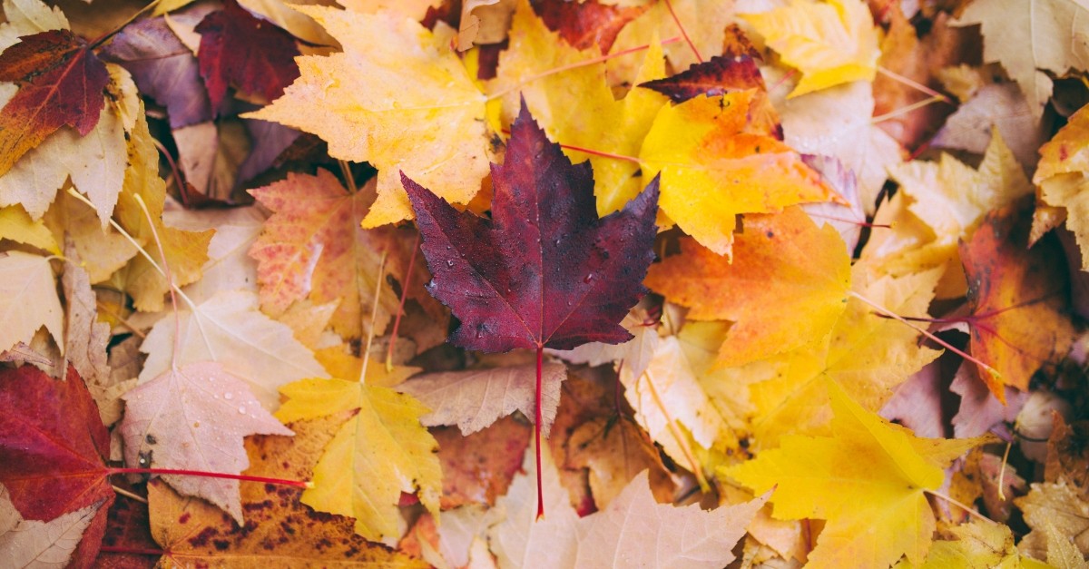 Close-up shot of colorful Fall leaves