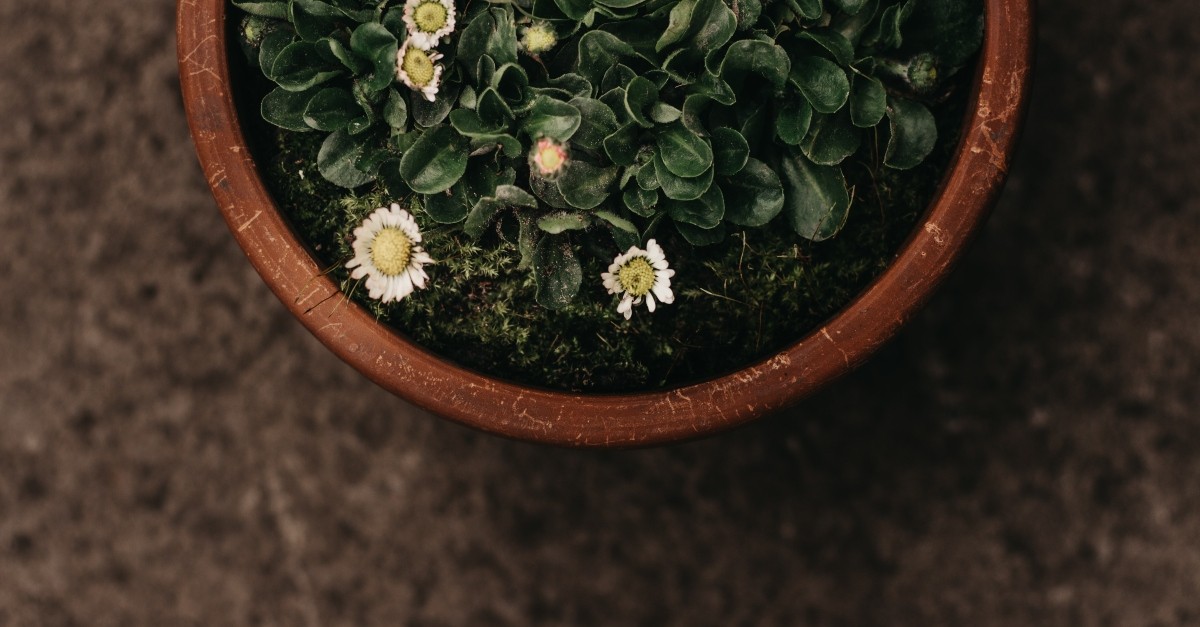daisy flowers growing in a flower plant pot above view
