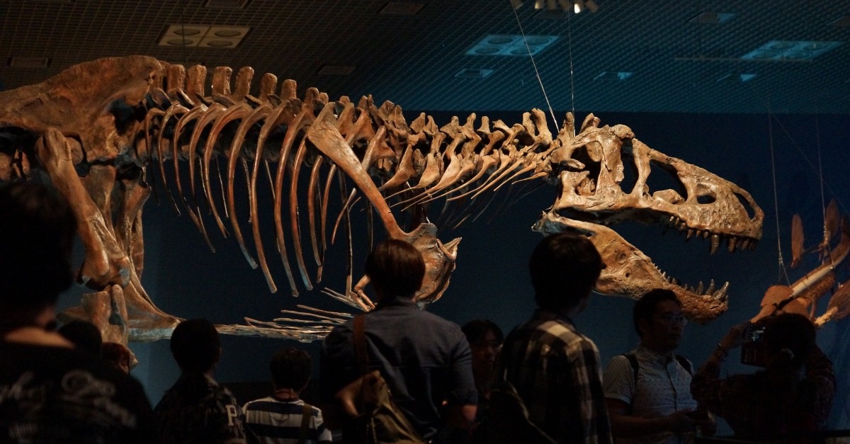 t-rex dinosaur skeleton