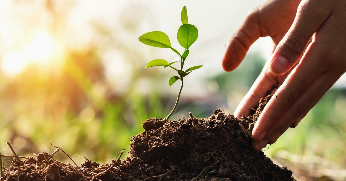 hand touching dirt at base of sprout