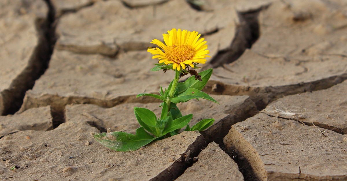 flower growing through hard ground, hope