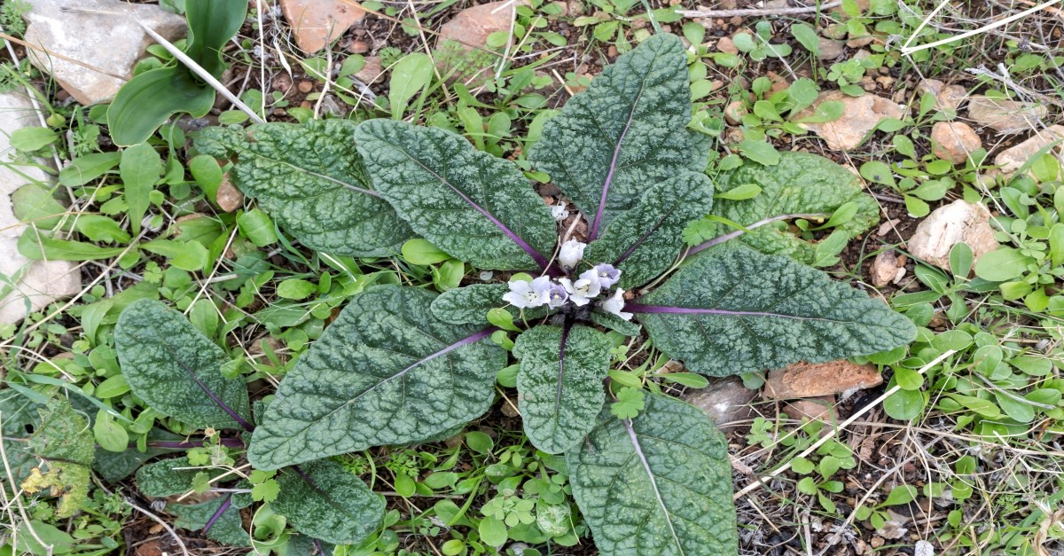 Mandrake plant