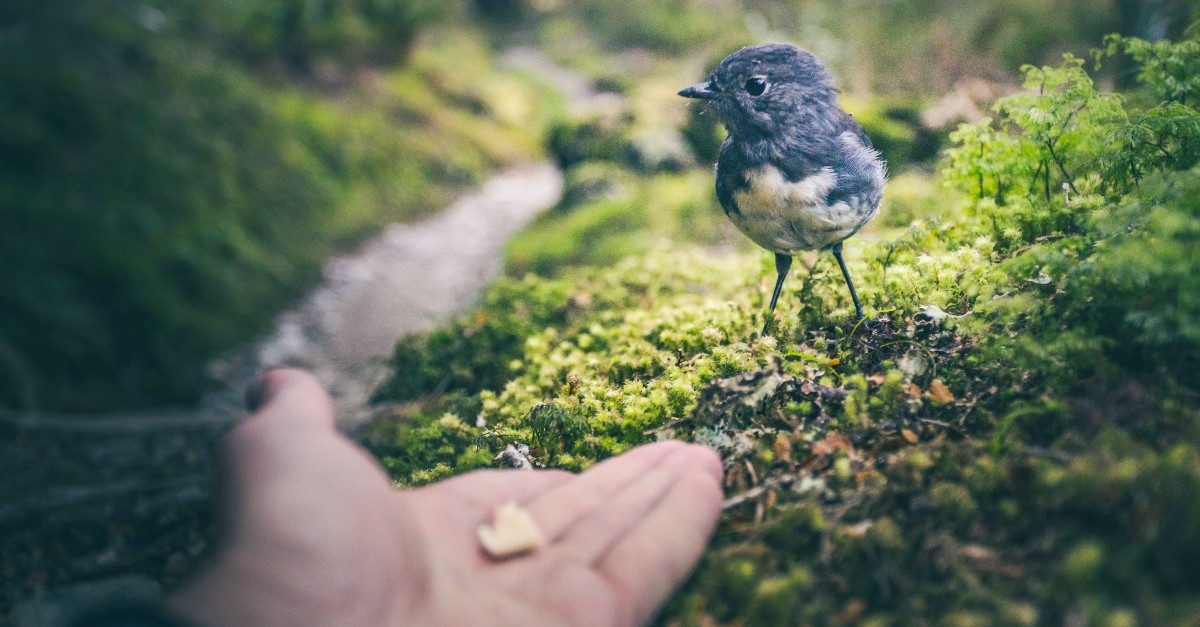 Bird accepting food from hand
