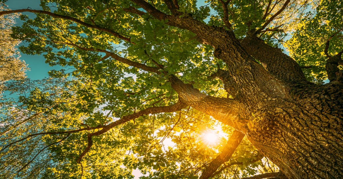 5. Tree of Life