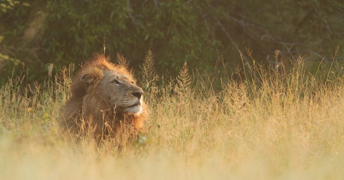 Why Are the Righteous “Bold as a Lion”? 