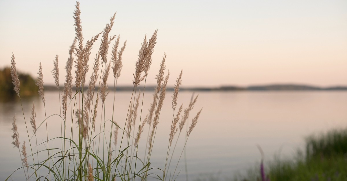 Wheat still by a lake
