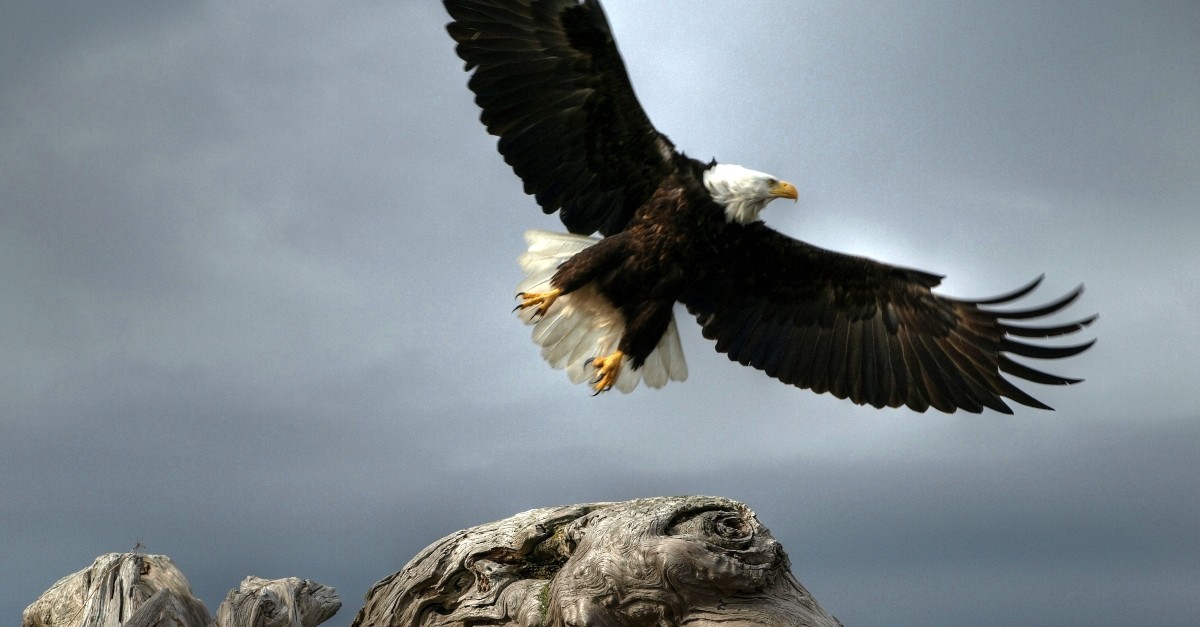 Eagle in flight