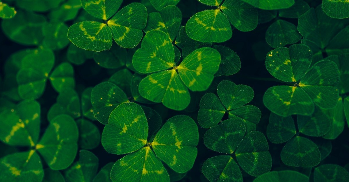 Three leaf clovers, saint patrick