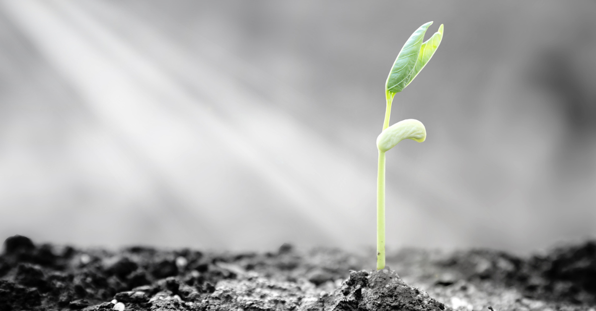 Green seedling breaking through dry ground; scarcity outbreak.