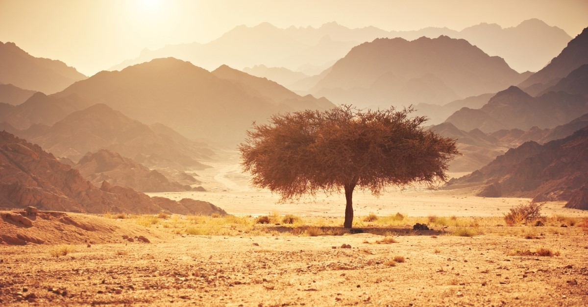 acacia tree in desert, acacia wood