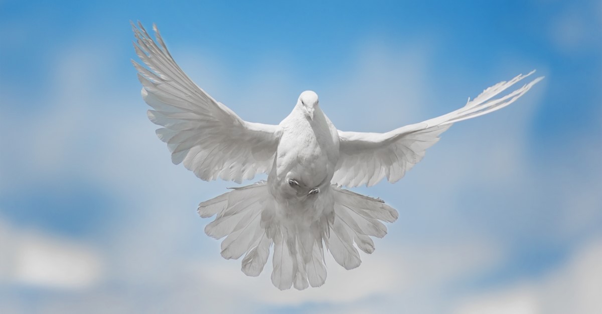 white dove flying, holy spirit