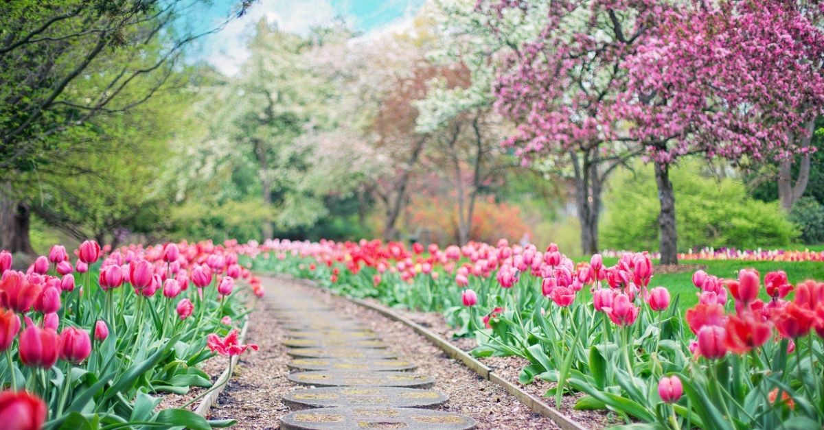 A path lined with tulips and blooming trees.