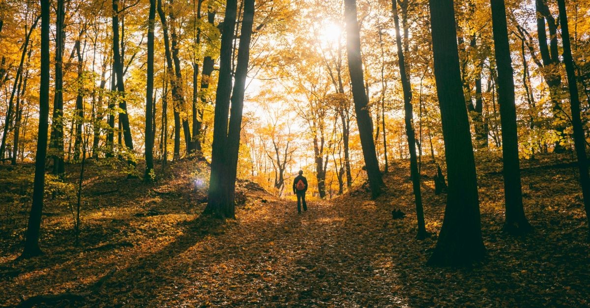 Man walking in the woods in Autumn; 