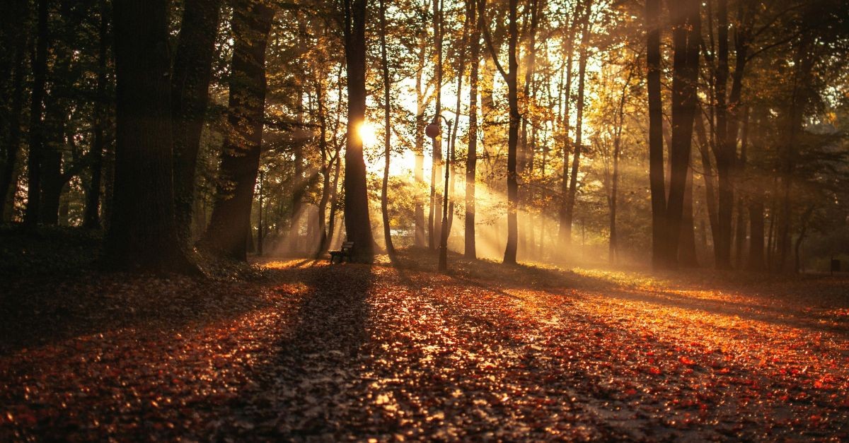 Sun reflecting through the trees in the woods; prayers for autumn