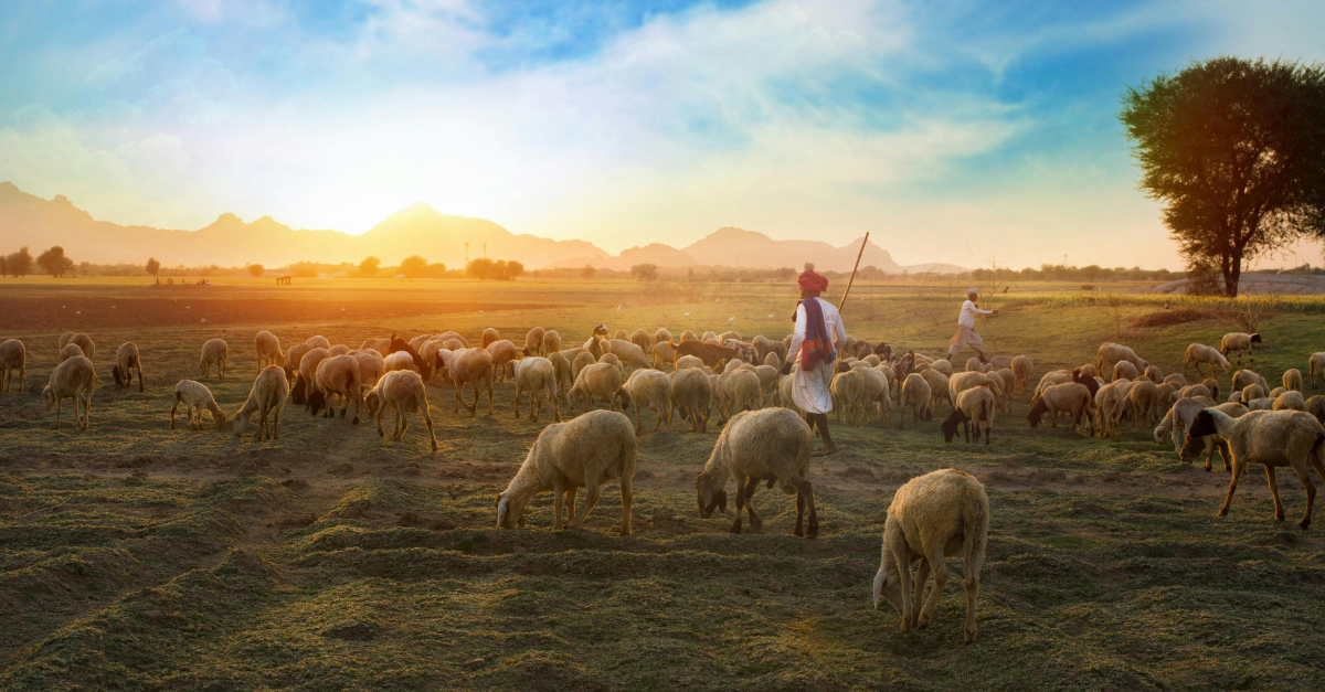 Shepherds with their sheep; who was the first shepherd?