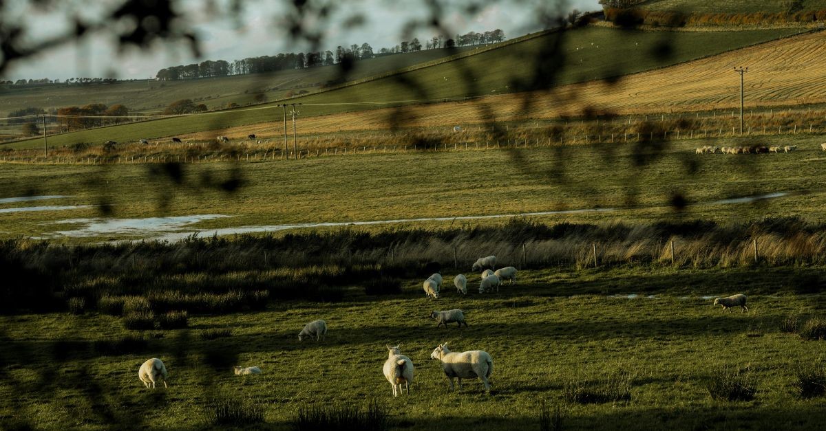 Sheep in a field; why are we compared to sheep?