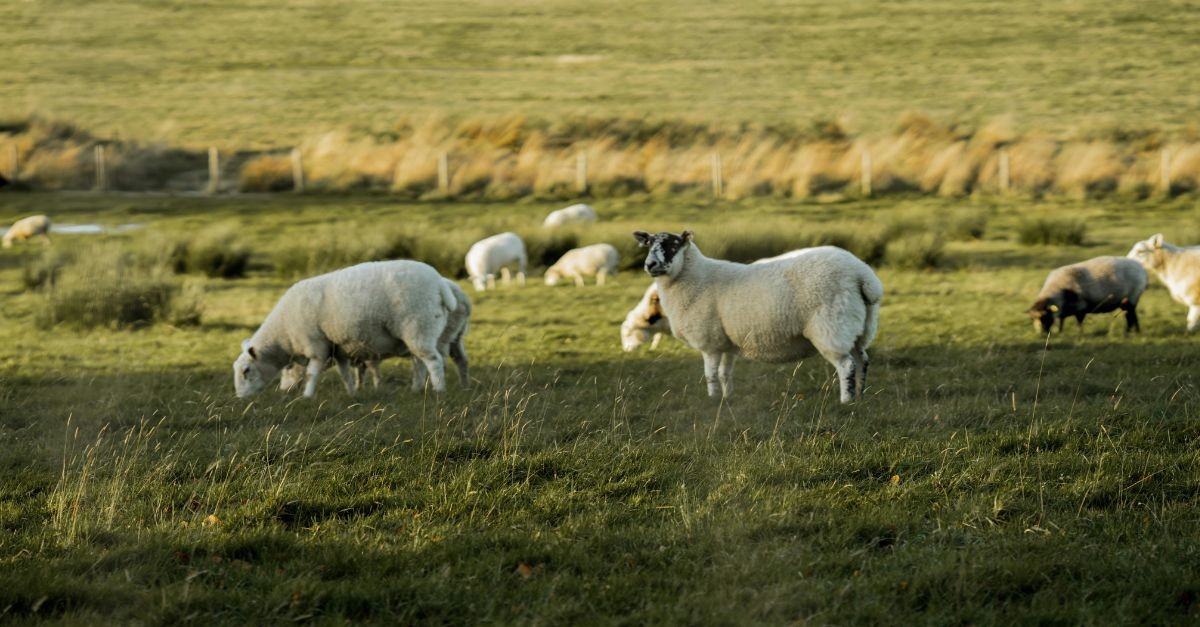 Sheep in a field; what are the roles of a shepherd? What does a shepherd do?