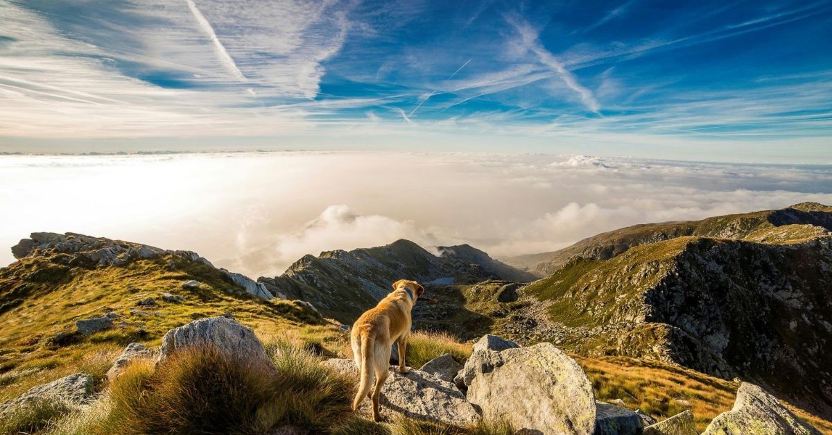 Lion on a mountaintop; the role of a shepherd to protect the flock from harm.