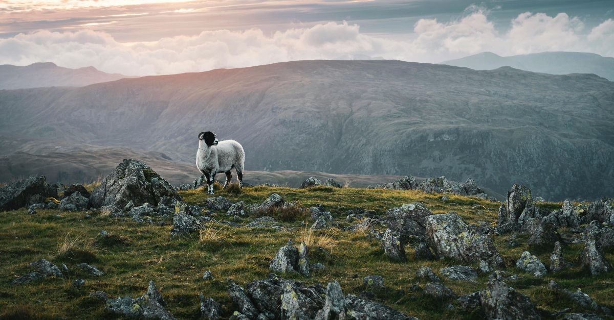 Sheep on a mountain; the role of a shepherd to lead the flock to safety