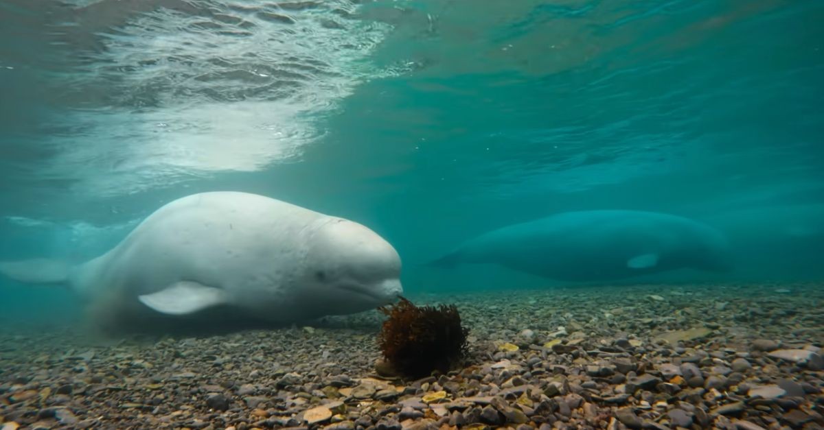 7. Our Oceans (Netflix)