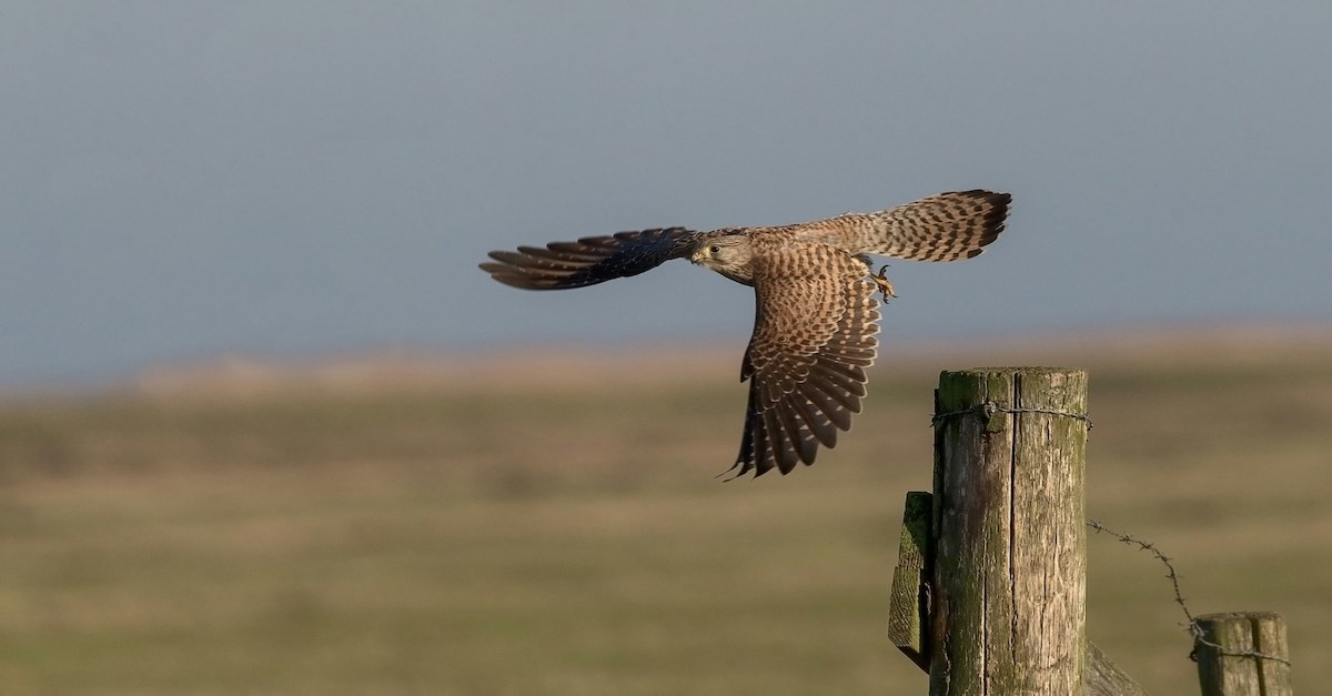 Who is the bird of prey in Isaiah?