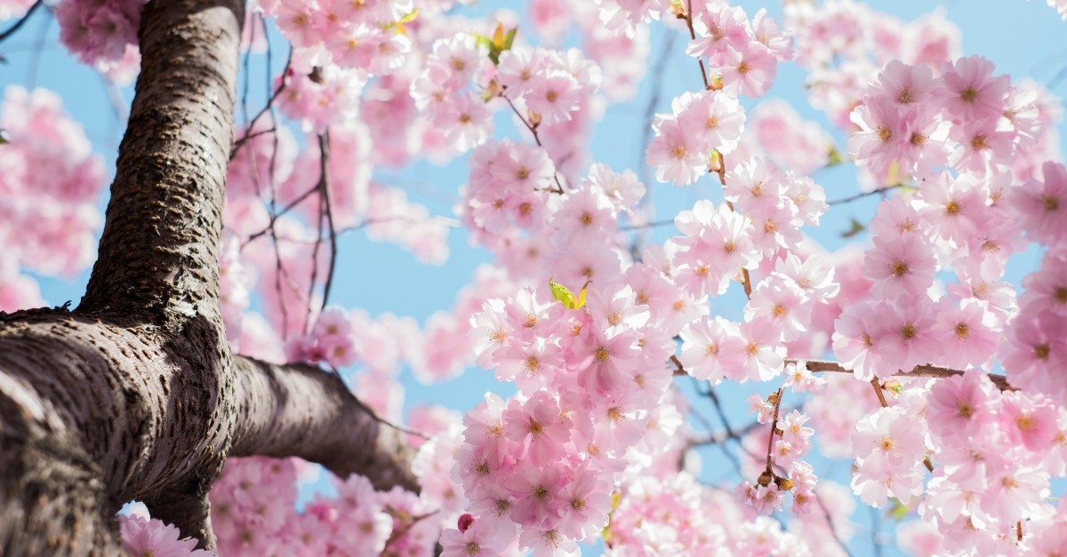 3. Acknowledging the Beauty and Brevity of Life