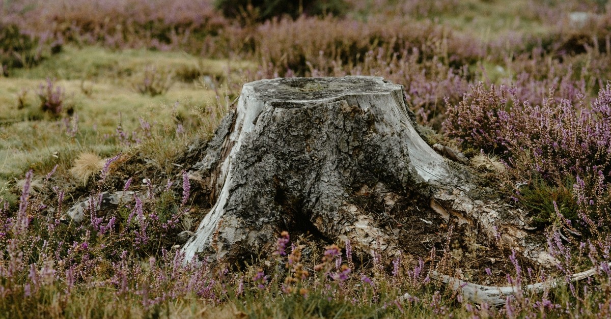 A tree stump in a meadow