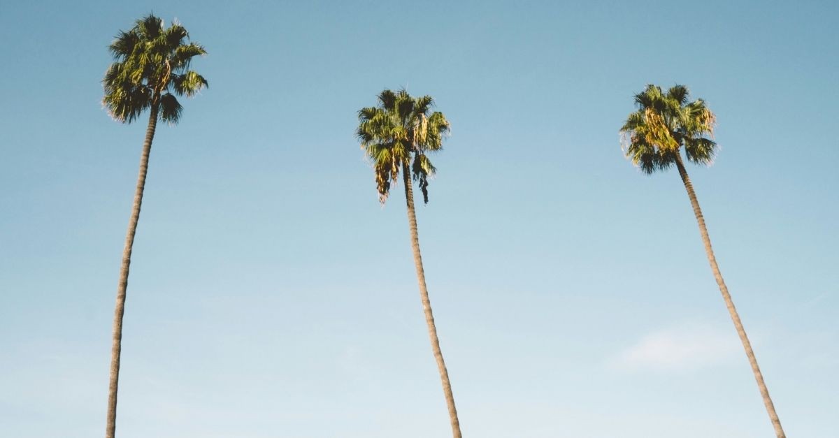 Palm trees; biblical significance of trees in the Bible