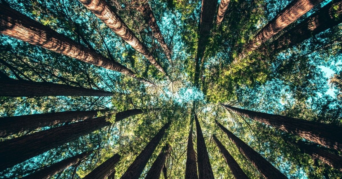 Cedar trees; biblical significance of trees